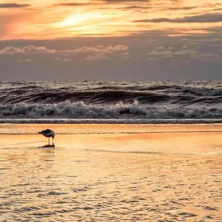 Near Dutch Coast & Forest * Noordwijk
