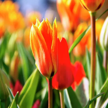 Ferienhaus Near Dutch Coast & Forest Noordwijk