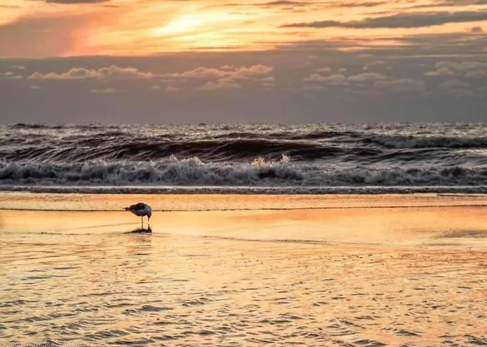 Near Dutch Coast & Forest * Noordwijk